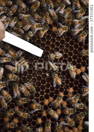 Bee, beekeeping, honey, queen bee, honeycomb, queen bee, hive, sweet, nutrition, honey collecting, apiary, active, brown, insect, natural ecology 37331901