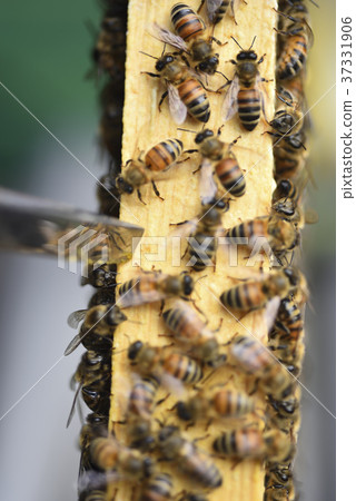 蜜峰,養蜂,蜂蜜,蜂王,蜂窩,女王蜂,蜂巢,甜蜜,營養,採蜜,養蜂場,活躍,咖啡色,昆蟲,自然生態 37331906