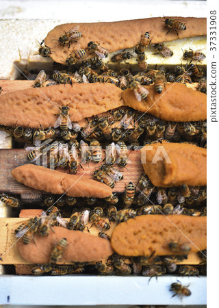 Bee, beekeeping, honey, queen bee, honeycomb, queen bee, hive, sweet, nutrition, honey collecting, apiary, active, brown, insect, natural ecology 37331908
