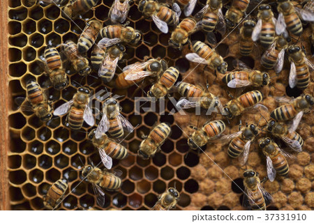 Bee, beekeeping, honey, queen bee, honeycomb, queen bee, hive, sweet, nutrition, honey collecting, apiary, active, brown, insect, natural ecology 37331910