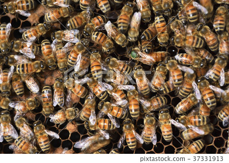 Bee, beekeeping, honey, queen bee, honeycomb, queen bee, hive, sweet, nutrition, honey collecting, apiary, active, brown, insect, natural ecology 37331913
