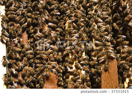 Bee, beekeeping, honey, queen bee, honeycomb, queen bee, hive, sweet, nutrition, honey collecting, apiary, active, brown, insect, natural ecology 37331915