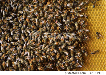 Bee, beekeeping, honey, queen bee, honeycomb, queen bee, hive, sweet, nutrition, honey collecting, apiary, active, brown, insect, natural ecology 37331919
