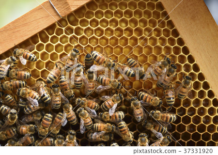 Bee, beekeeping, honey, queen bee, honeycomb, queen bee, hive, sweet, nutrition, honey collecting, apiary, active, brown, insect, natural ecology 37331920