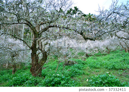 Plum, fruit tree, crop, orchard, white flower, flower, flowering, plant, special 37332411