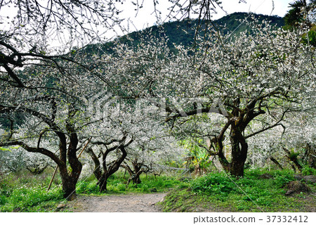 Plum, fruit tree, crop, orchard, white flower, flower, flowering, plant, special 37332412