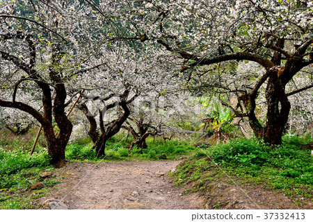梅花,果樹,農作物,果園,白色花,花,開花,植物,特別的 37332413