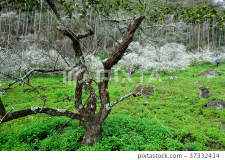 梅花,果樹,農作物,果園,白色花,花,開花,植物,特別的 梅花,果樹,農作物,果園,白色花,花,開花,植物,特別的 37332414