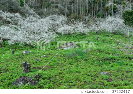 梅花,果樹,農作物,果園,白色花,花,開花,植物,特別的 梅花,果樹,農作物,果園,白色花,花,開花,植物,特別的 37332417