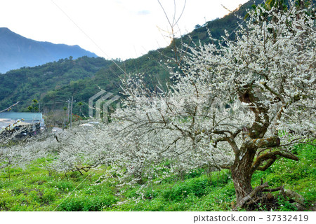 梅花,果樹,農作物,果園,白色花,花,開花,植物,特別的 37332419