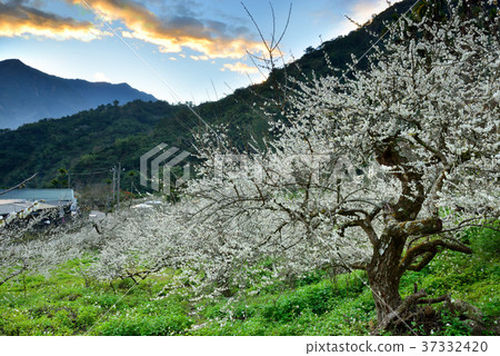 梅花,果樹,農作物,果園,白色花,花,開花,植物,特別的 梅花,果樹,農作物,果園,白色花,花,開花,植物,特別的 37332420