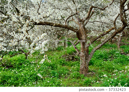 梅花,果樹,農作物,果園,白色花,花,開花,植物,特別的 梅花,果樹,農作物,果園,白色花,花,開花,植物,特別的 37332423