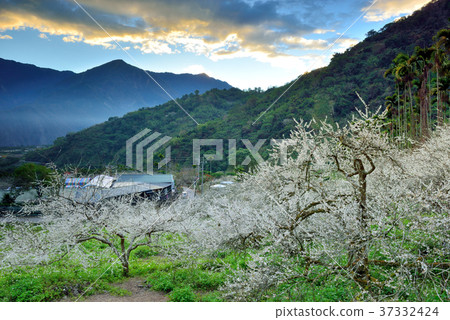 梅花,果樹,農作物,果園,白色花,花,開花,植物,特別的 梅花,果樹,農作物,果園,白色花,花,開花,植物,特別的 37332424