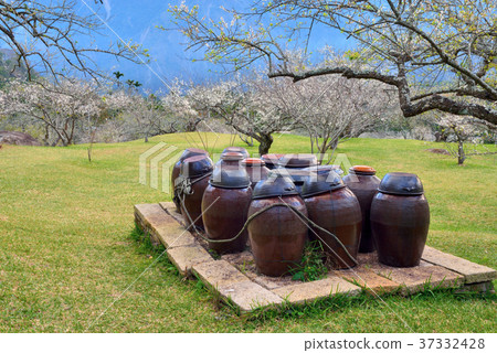 梅花,果樹,農作物,果園,白色花,花,開花,植物,特別的 37332428