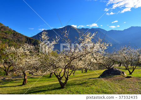 梅花,果樹,農作物,果園,白色花,花,開花,植物,特別的 37332435