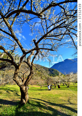 梅花,果樹,農作物,果園,白色花,花,開花,植物,特別的 37332439