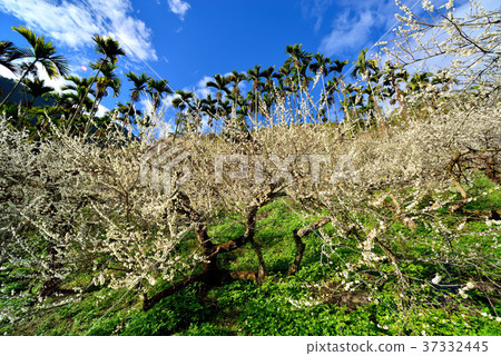 梅花,果樹,農作物,果園,白色花,花,開花,植物,特別的 37332445