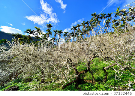 梅花,果樹,農作物,果園,白色花,花,開花,植物,特別的 37332446