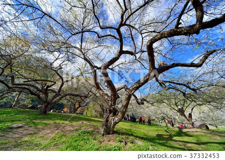 梅花,果樹,農作物,果園,白色花,花,開花,植物,特別的 37332453