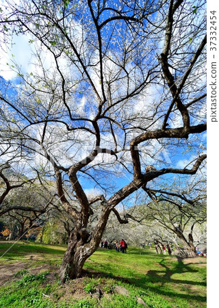 梅花,果樹,農作物,果園,白色花,花,開花,植物,特別的 37332454