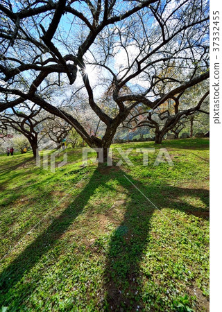 Plum, fruit tree, crop, orchard, white flower, flower, flowering, plant, special Plum, fruit tree, crop, orchard, white flower, flower, flowering, plant, special 37332455