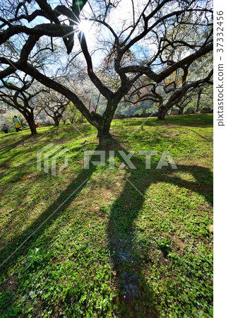 梅花,果樹,農作物,果園,白色花,花,開花,植物,特別的 梅花,果樹,農作物,果園,白色花,花,開花,植物,特別的 37332456