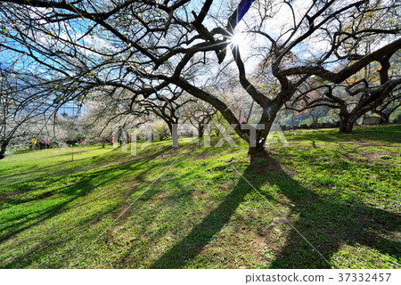 梅花,果樹,農作物,果園,白色花,花,開花,植物,特別的 梅花,果樹,農作物,果園,白色花,花,開花,植物,特別的 37332457