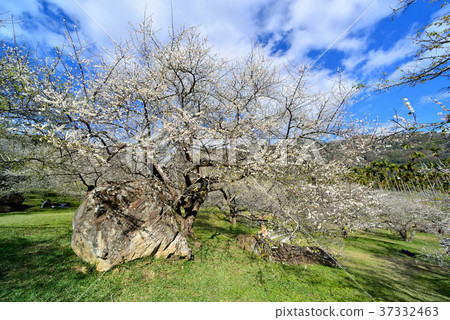 梅花,果樹,農作物,果園,白色花,花,開花,植物,特別的 37332463