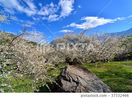 梅花,果樹,農作物,果園,白色花,花,開花,植物,特別的 37332466