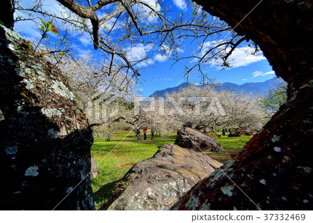梅花,果樹,農作物,果園,白色花,花,開花,植物,特別的 梅花,果樹,農作物,果園,白色花,花,開花,植物,特別的 37332469