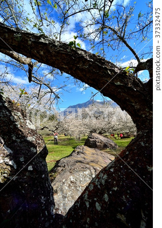 梅花,果樹,農作物,果園,白色花,花,開花,植物,特別的 37332475