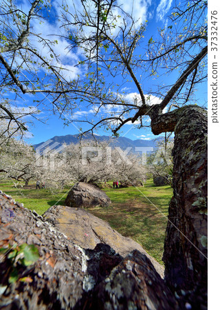 梅花,果樹,農作物,果園,白色花,花,開花,植物,特別的 37332476