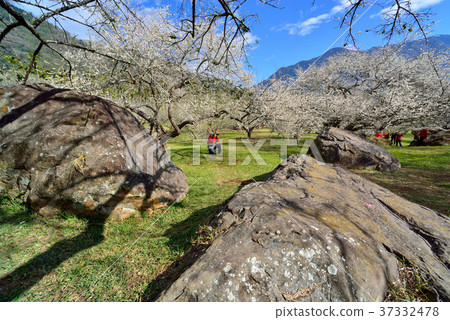 梅花,果樹,農作物,果園,白色花,花,開花,植物,特別的 37332478