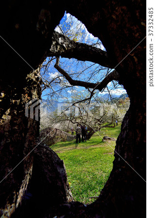 梅花,果樹,農作物,果園,白色花,花,開花,植物,特別的 37332485