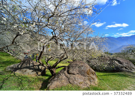 Plum, fruit tree, crop, orchard, white flower, flower, flowering, plant, special 37332489