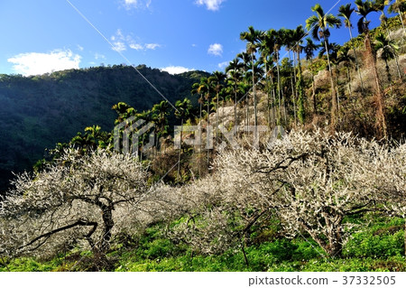 梅花,果樹,農作物,果園,白色花,花,開花,植物,特別的 37332505