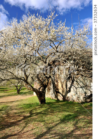 春天,梅花,果樹,農作物,果園,白色花,花,開花,植物 37332634