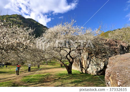 春天,梅花,果樹,農作物,果園,白色花,花,開花,植物 37332635