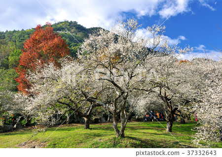 春天,梅花,果樹,農作物,果園,白色花,花,開花,植物 37332643