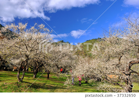 春天,梅花,果樹,農作物,果園,白色花,花,開花,植物 37332650