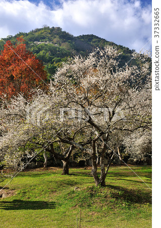 春天,梅花,果樹,農作物,果園,白色花,花,開花,植物 春天,梅花,果樹,農作物,果園,白色花,花,開花,植物 37332665