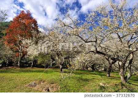 春天,梅花,果樹,農作物,果園,白色花,花,開花,植物 37332670