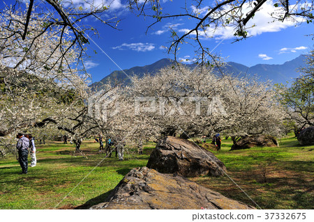 春天,梅花,果樹,農作物,果園,白色花,花,開花,植物 37332675