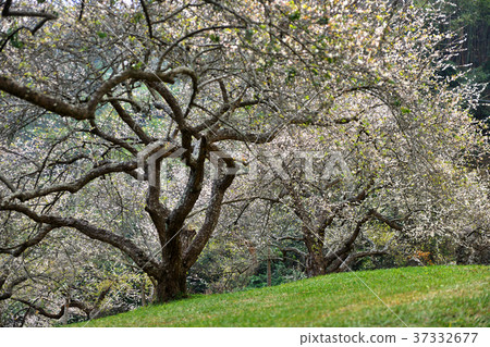 春天,梅花,果樹,農作物,果園,白色花,花,開花,植物 37332677