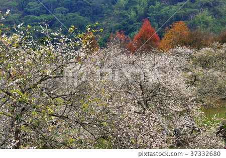 春天,梅花,果樹,農作物,果園,白色花,花,開花,植物 37332680