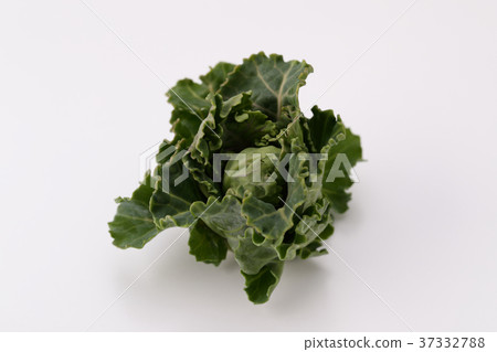 布魯塞爾豆芽（petit vert） 37332788