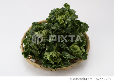 布魯塞爾豆芽（petit vert） 37332789