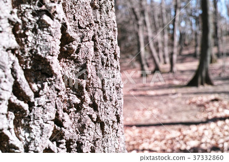 冬季圖像小樹林 冬季圖像小樹林 37332860