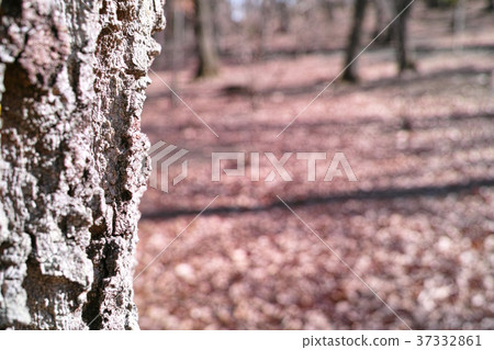 Winter image grove 37332861