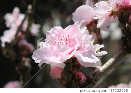 Cherry Blossom Cherry Blossom 37332958
